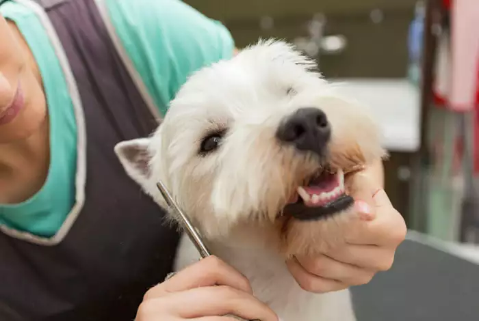 Dog grooming