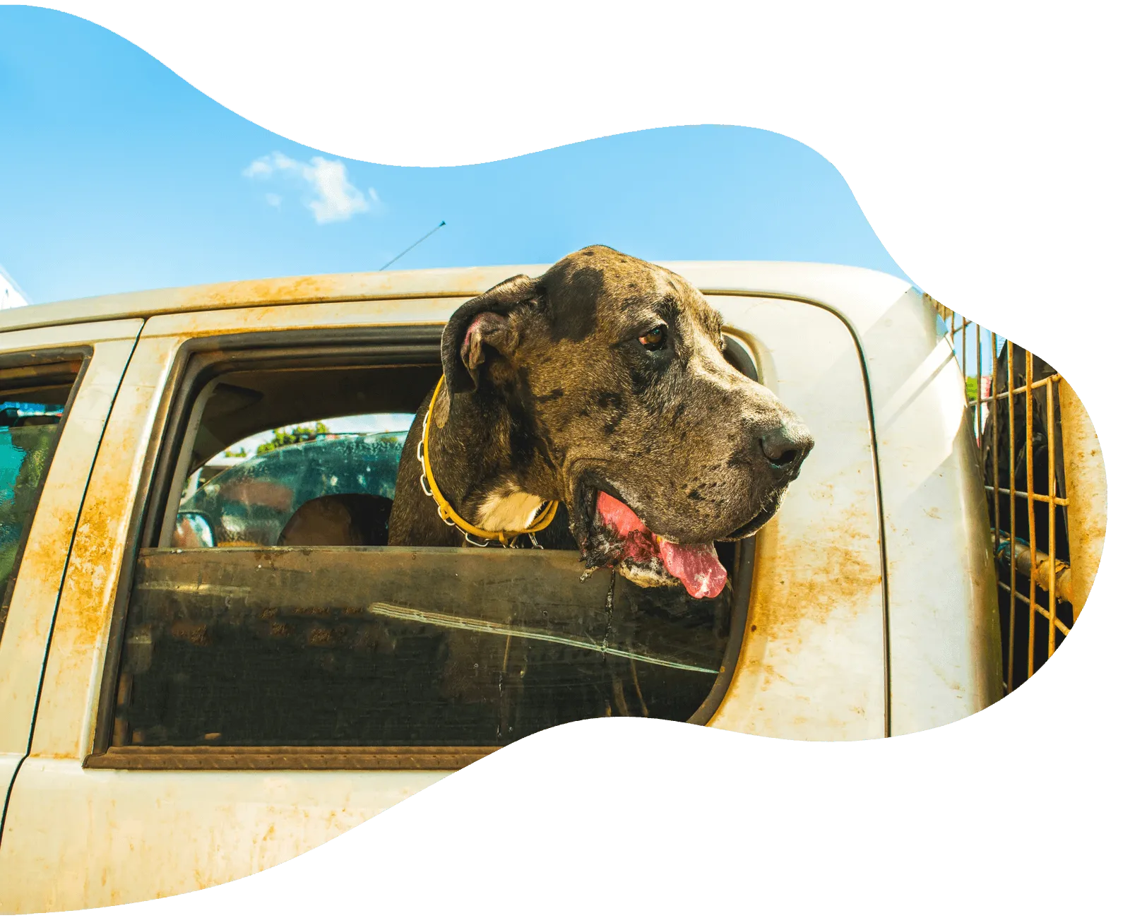 A dog in a car
